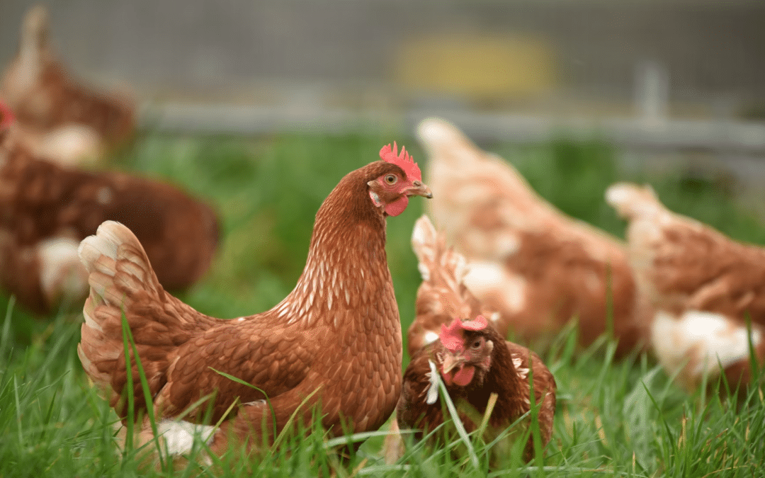 Importance of Diagnostic Testing for the Poultry Industry
