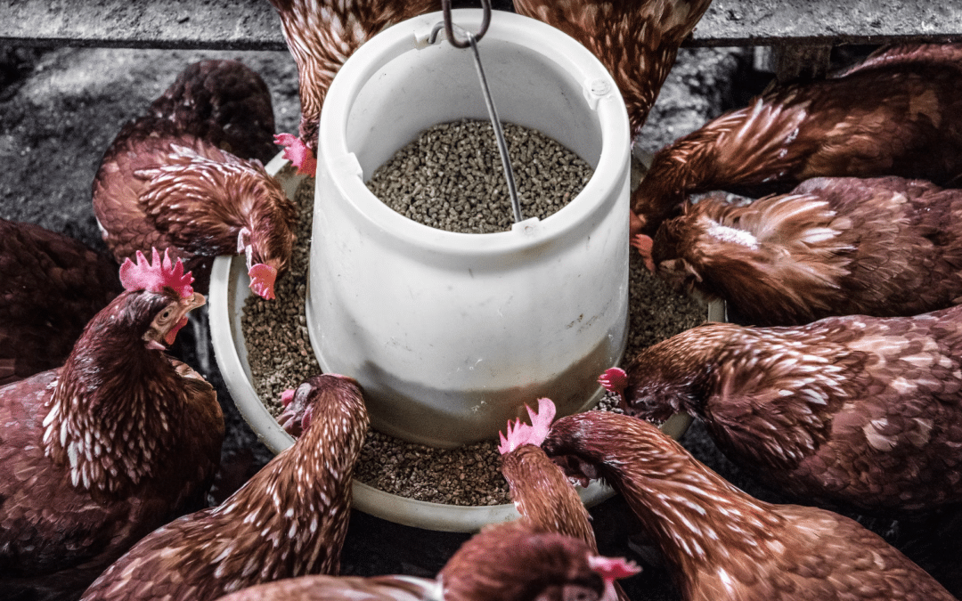 Poultry Disease Diagnosis: Ensuring Healthy Flocks