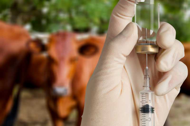 image representing Veterinary Diagnostics