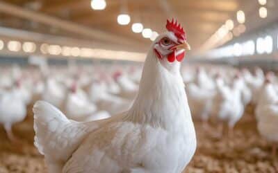Coccidiosis in Poultry: Testing and Symptoms