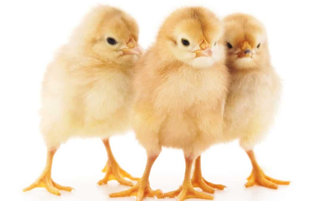 Infectious Bursal Disease in Poultry: Testing, Symptoms, and Lab Confirmation