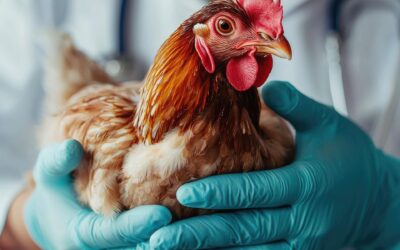 AssureCloud’s Approach to Veterinary Diagnostic Labs