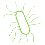 icon representing salmonella bacterium